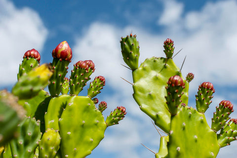Cactusvijg olie