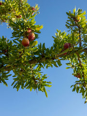 10% de réduction sur les recettes à l'huile d'argan cosmétique