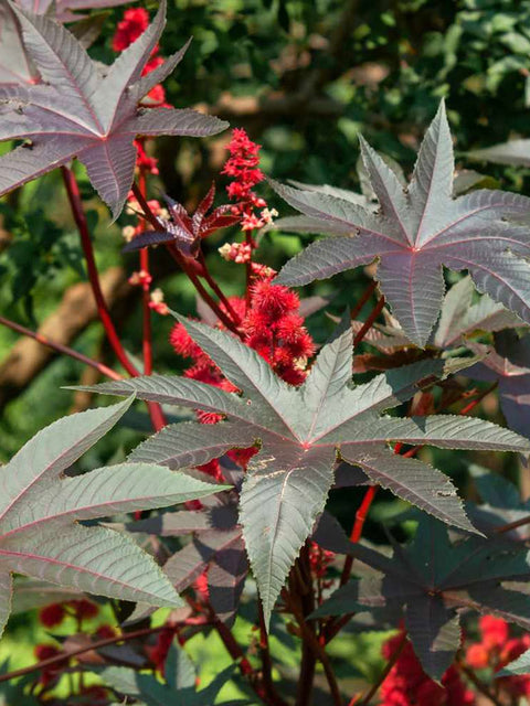 10% de réduction sur le forfait DIY à l'huile de ricin