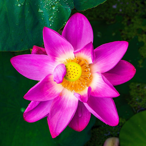 Lotus